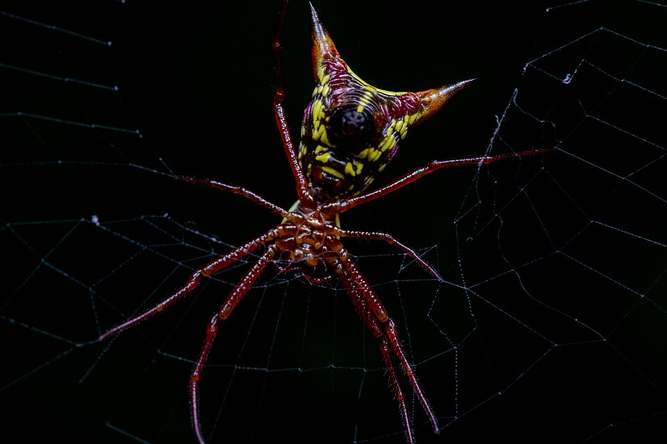 Photo of Arrow-shaped orbweaver