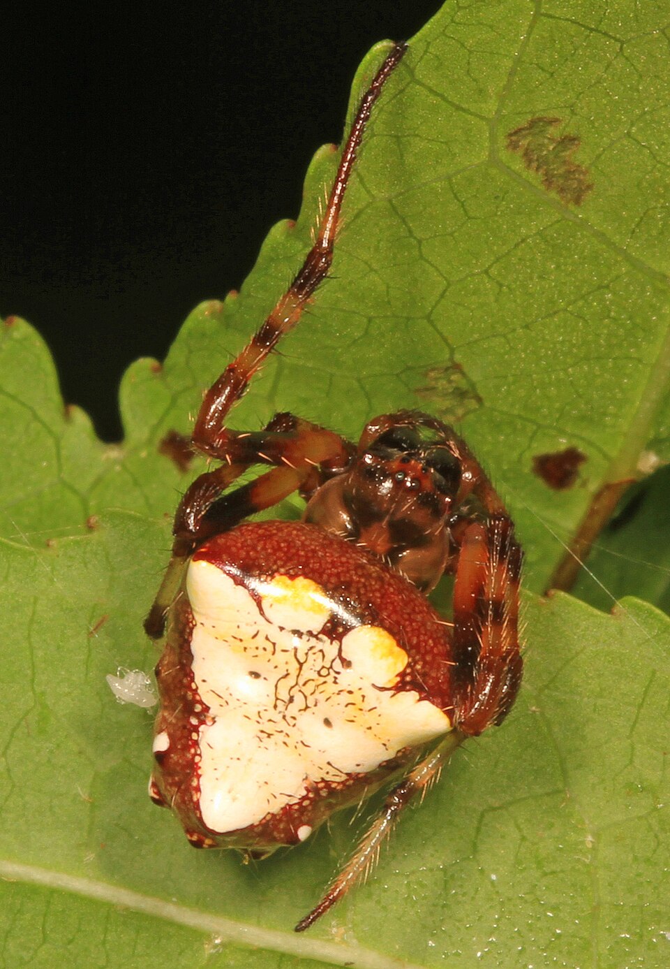 Photo of Arrowhead orbweaver