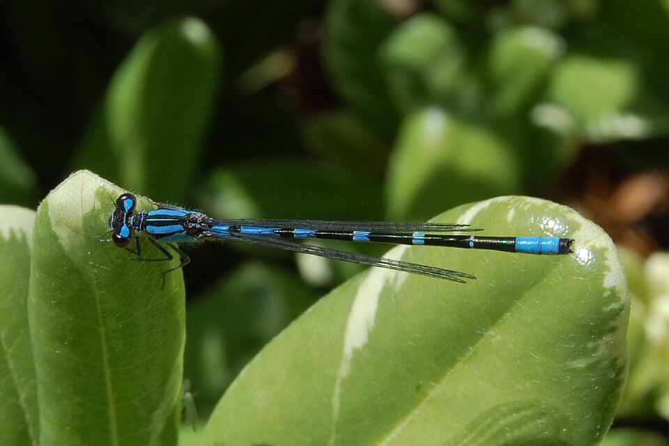 Photo of Arroyo bluet