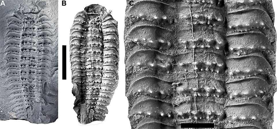 Photo of Arthropleura