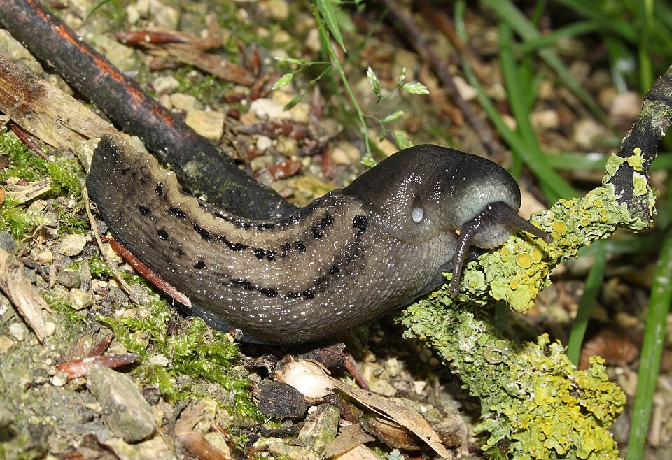 Photo of Must seatigu