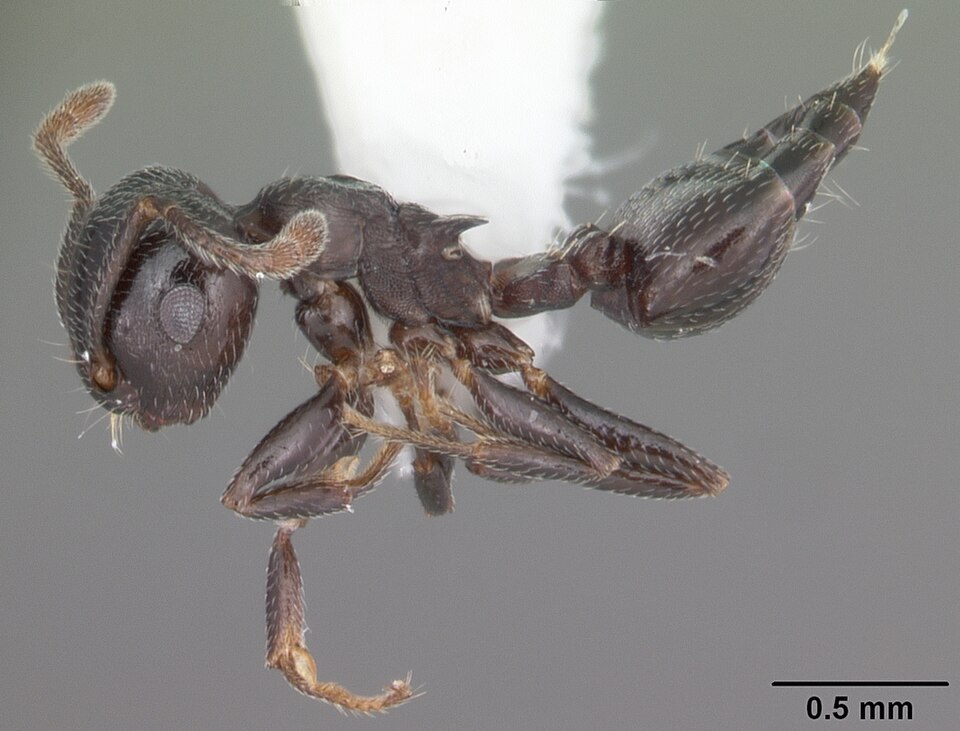 Photo of Ashmead's acrobat ant