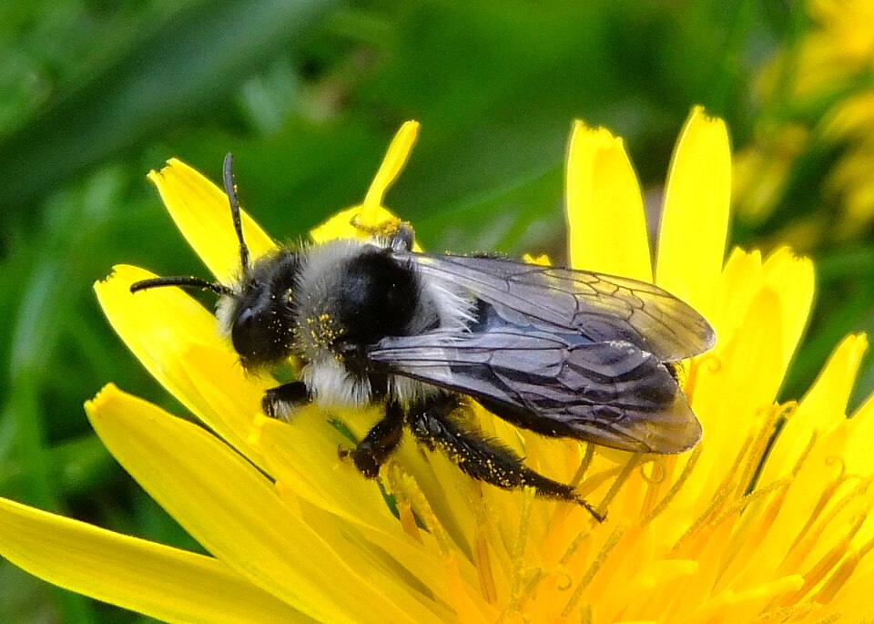 Photo of Ashy mining bee