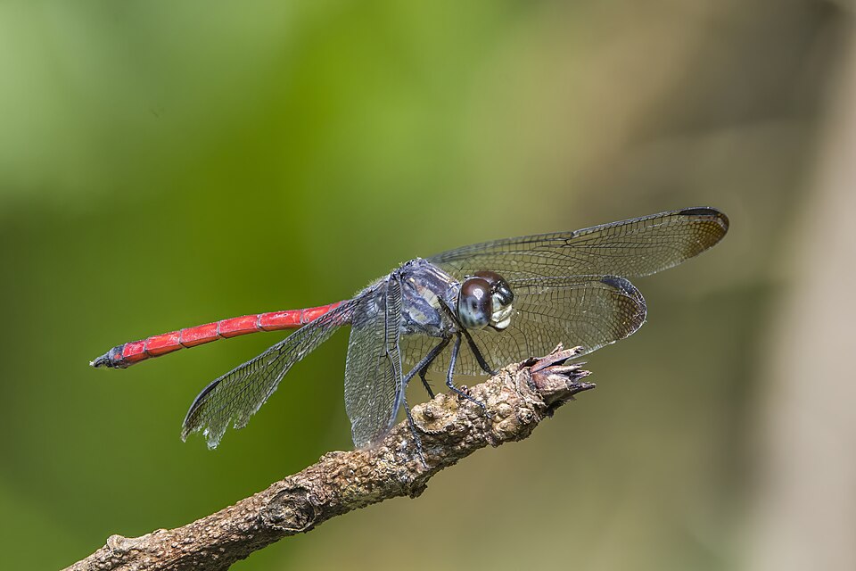 Photo of Asian blood tail
