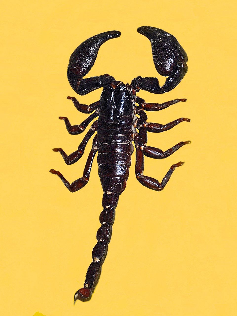 Photo of Asian blue forest scorpion