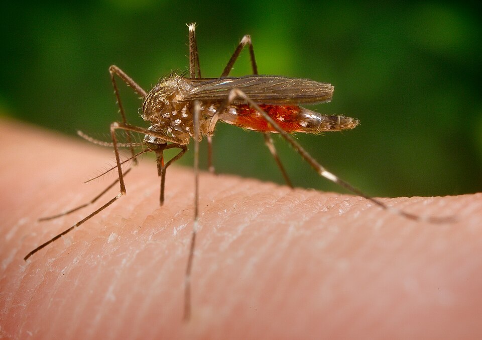 Photo of Asian bush mosquito