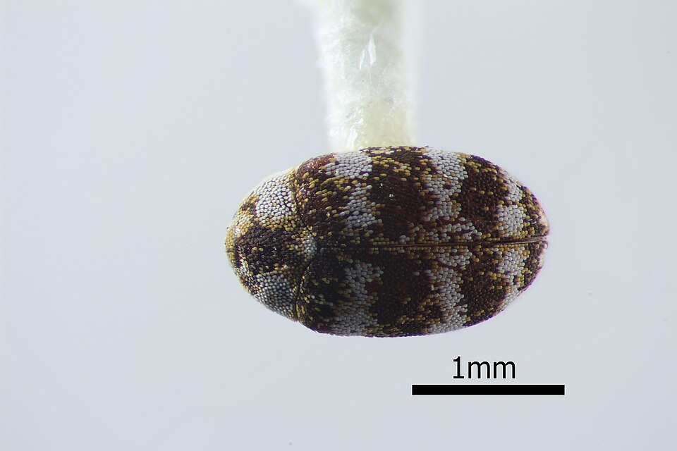 Photo of Asian carpet beetle