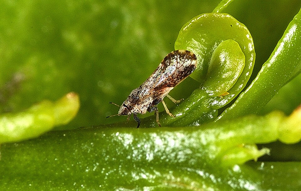 Photo of Asian citrus psyllid