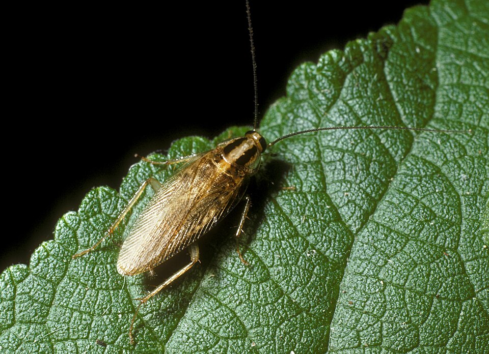 Photo of Asian cockroach