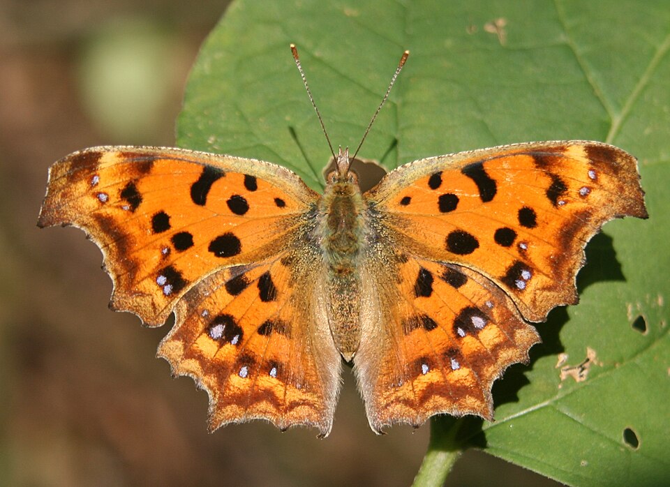 Photo of Asian comma