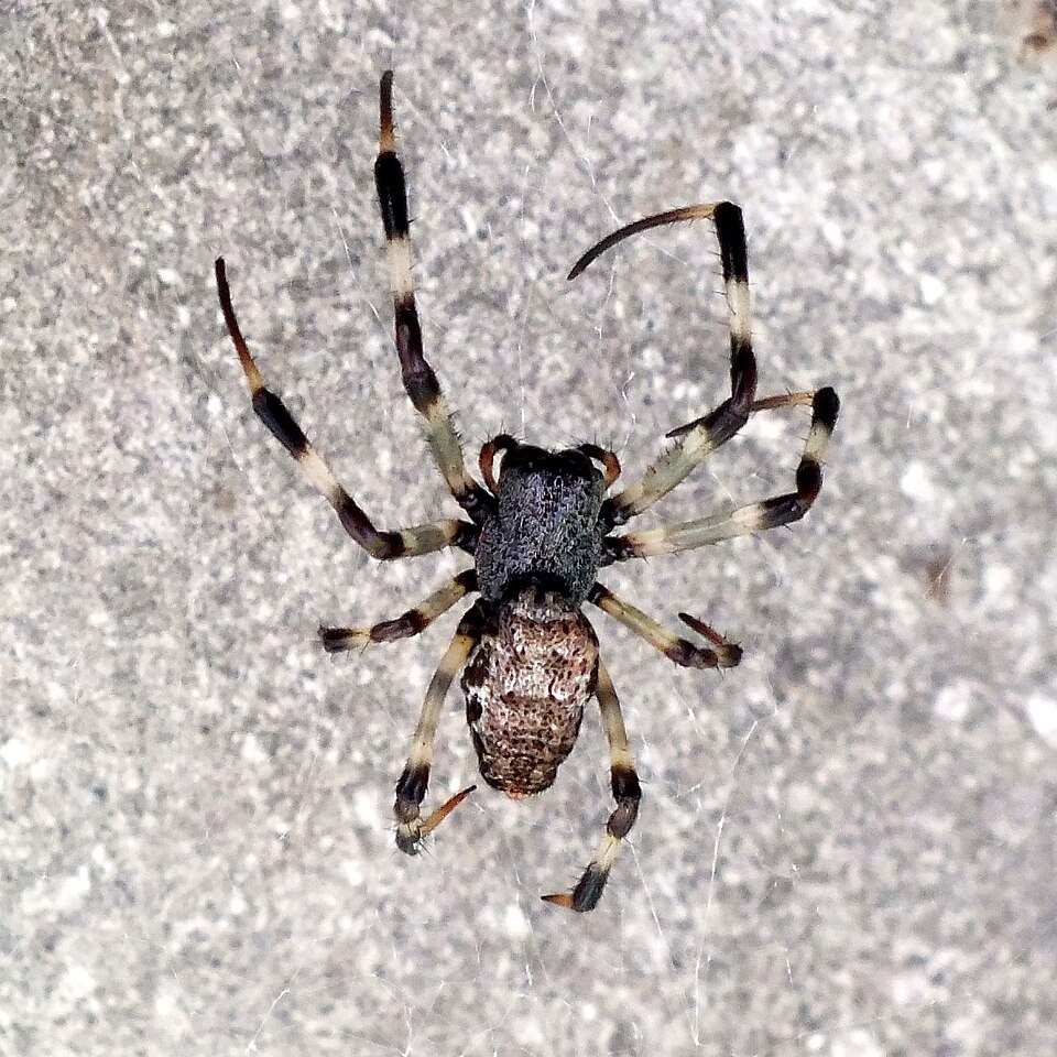 Photo of Asian hermit spider