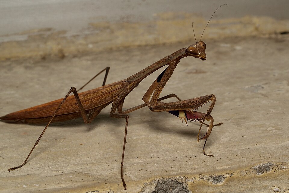 Photo of Asian jumping mantis