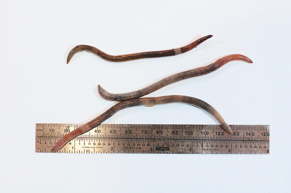 Photo of Asian jumping worm