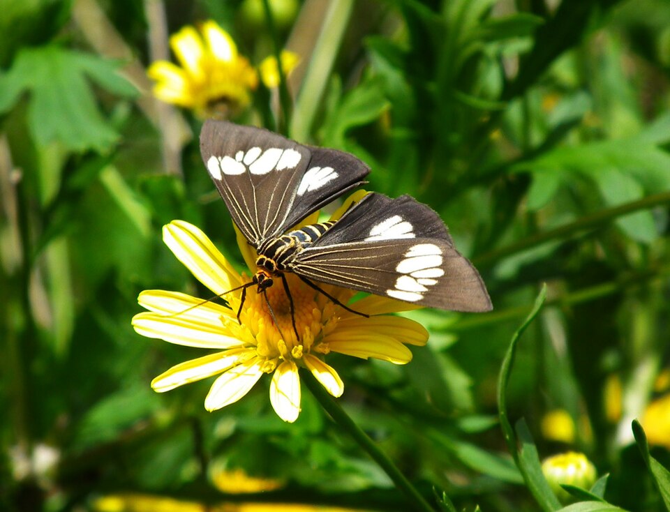 Photo of Asian magpie moth