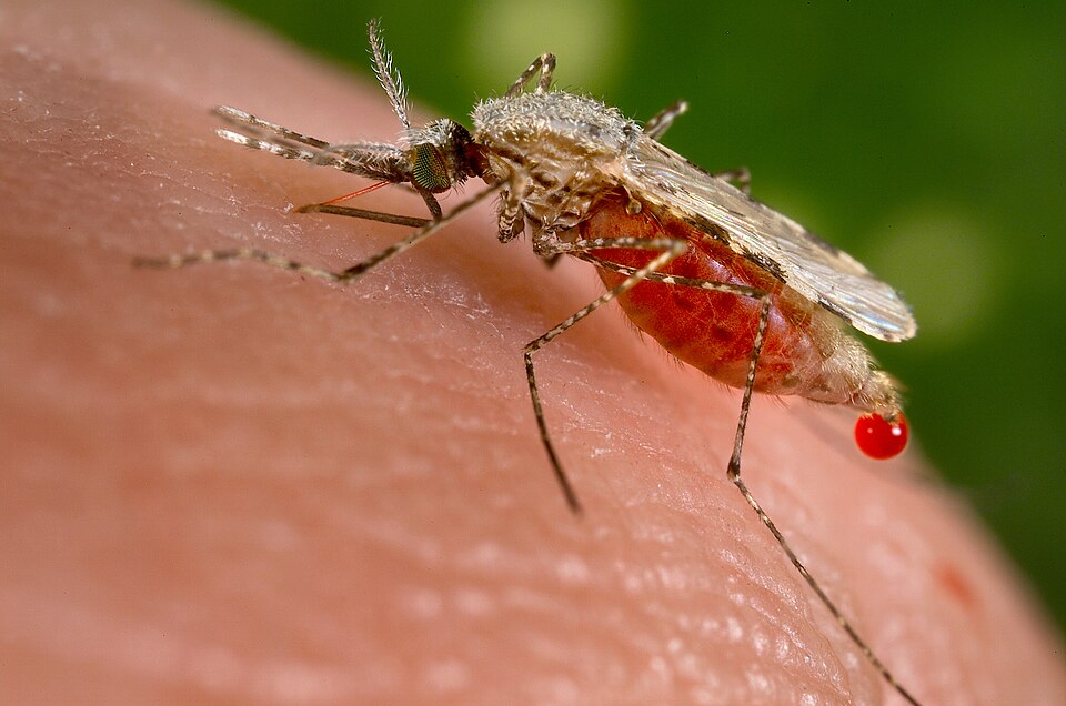 Photo of Asian malaria mosquito