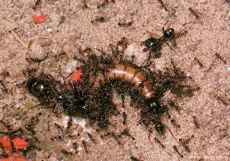 Photo of Asian marauder ant