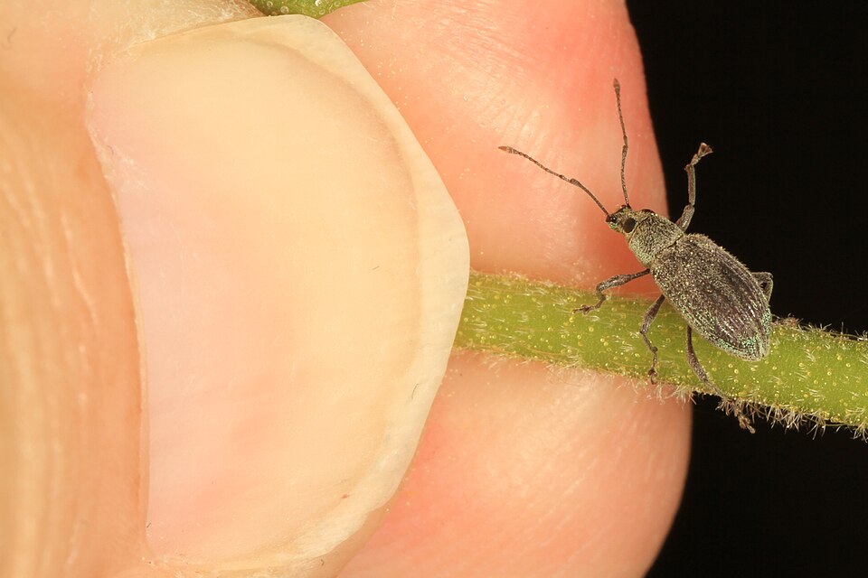 Photo of Asian oak weevil