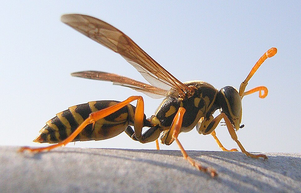 Photo of Asian paper wasp