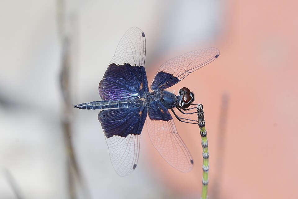 Photo of Asian sapphire flutterer