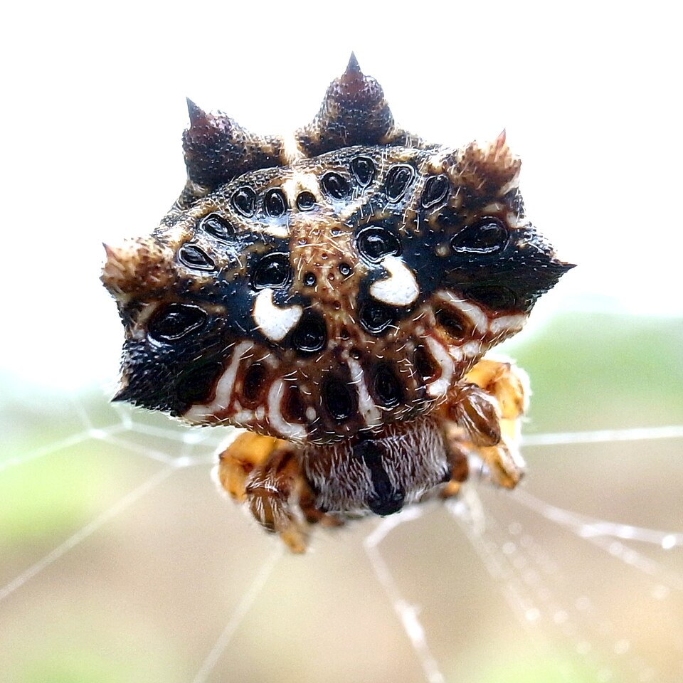 Photo of Asian spinybacked orbweaver