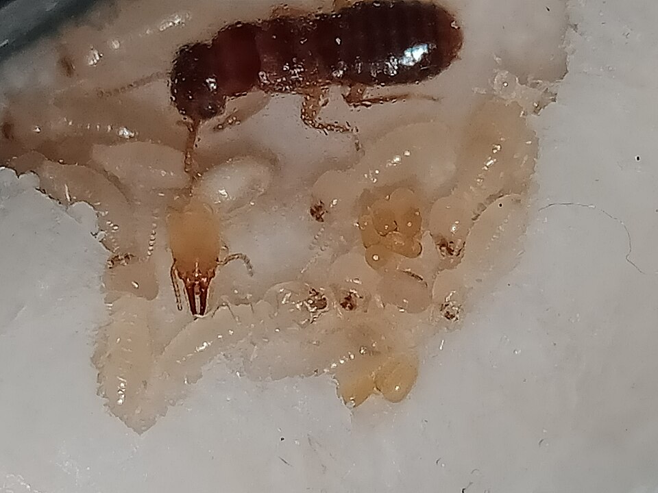 Photo of Asian subterranean termite