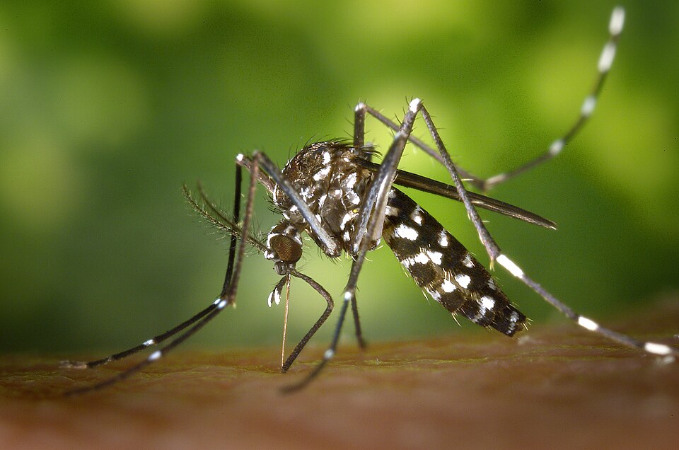 Photo of Asian tiger mosquito