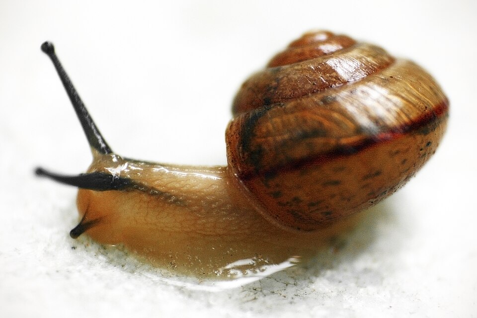 Photo of Asian tramp snail