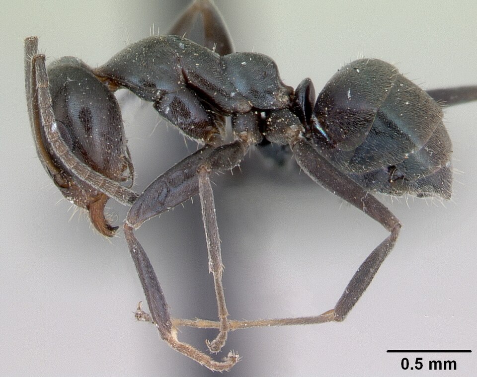 Photo of Asian tyrant ant