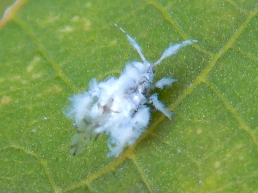 Photo of Asian woolly hackberry aphid