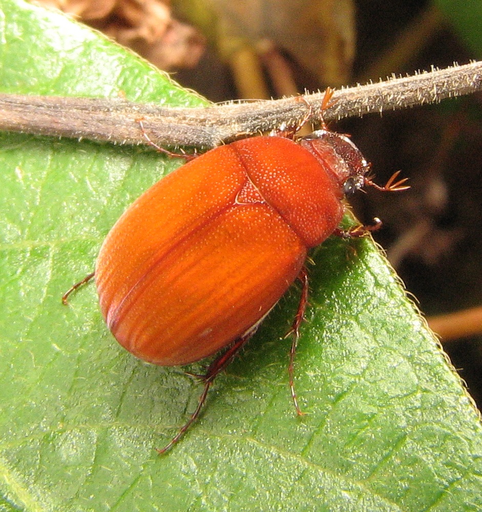 Photo of Asiatic garden beetle