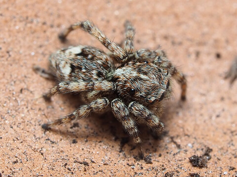 Photo of Asiatic wall jumping spider