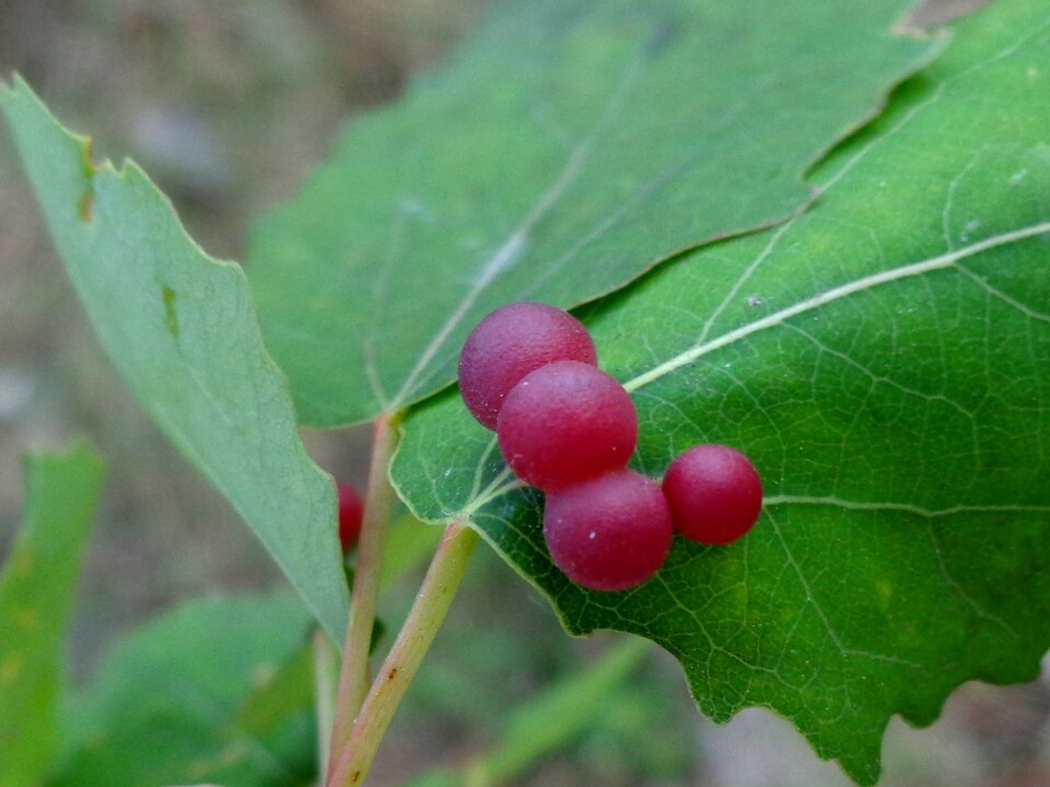 Photo of Aspen leaf gall midge