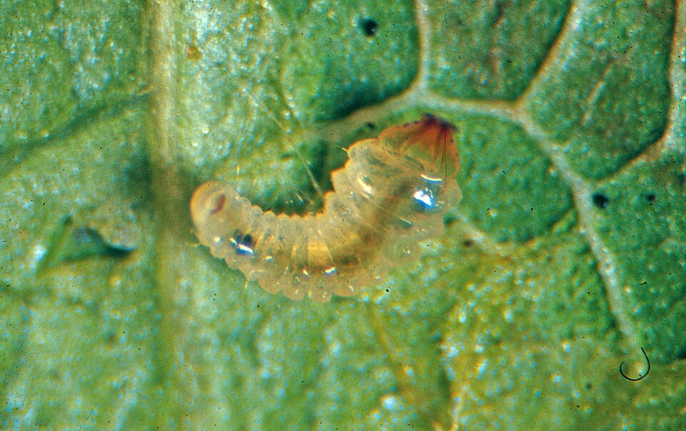 Photo of Aspen serpentine leafminer moth