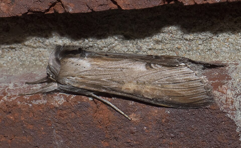 Photo of Asteroid moth