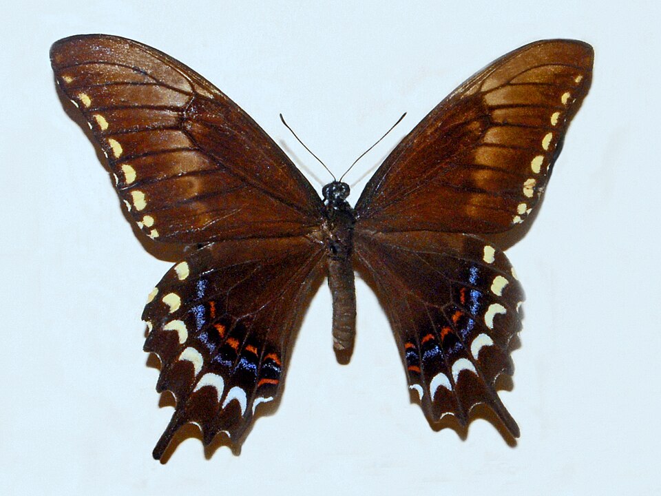Photo of Astyalus swallowtail