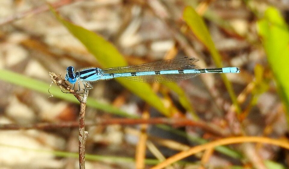 Photo of Atlantic bluet