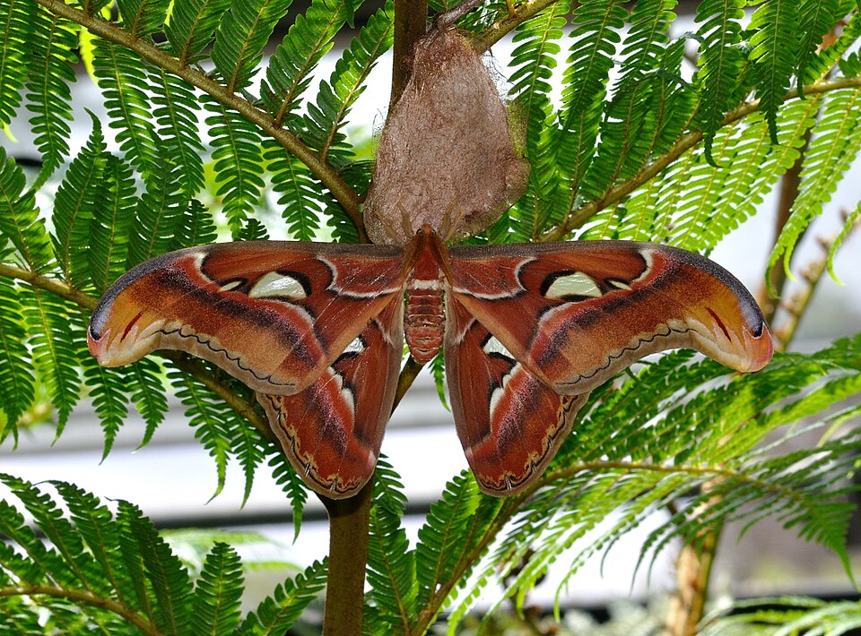 Photo of Atlas moth