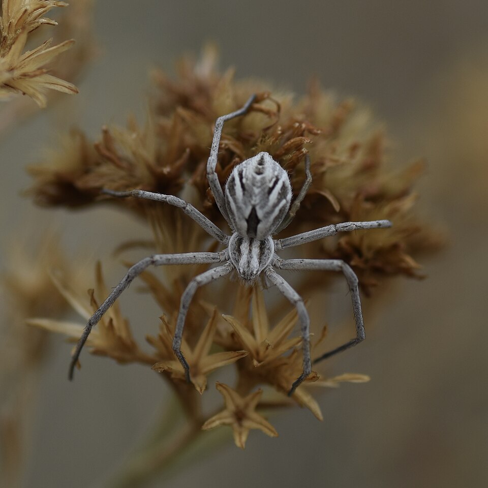Photo of Attractive running crab spider