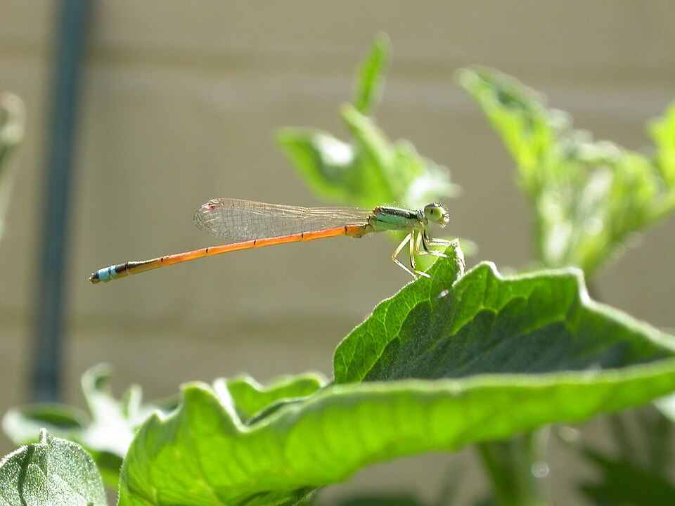 Photo of Aurora bluetail