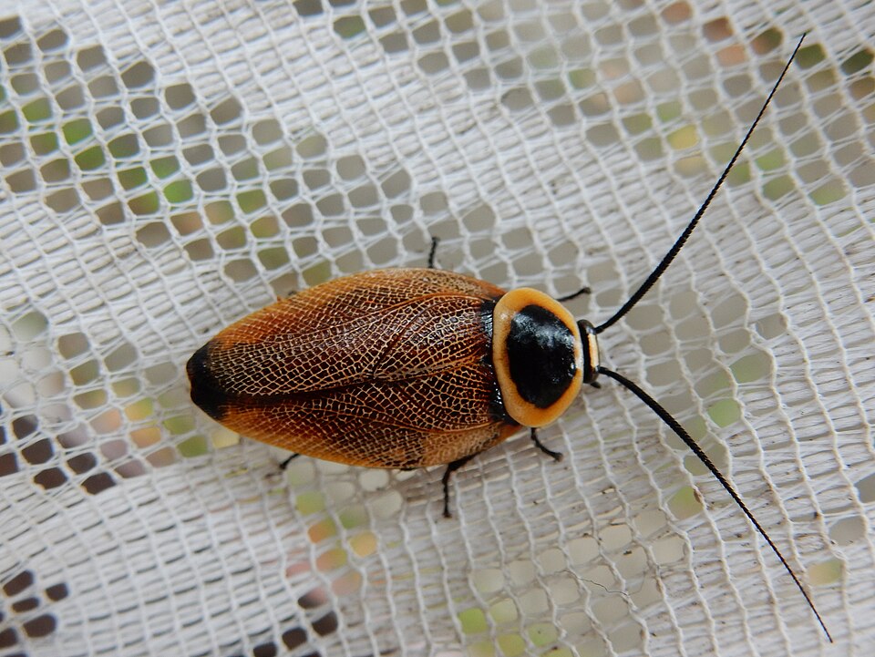 Photo of Austral ellipsidion