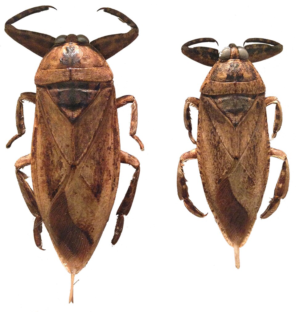 Photo of Australasian giant water bug