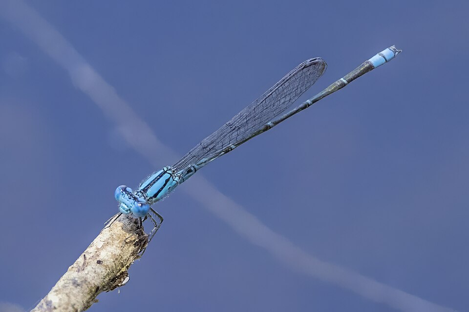 Photo of Australian blue riverdamsel