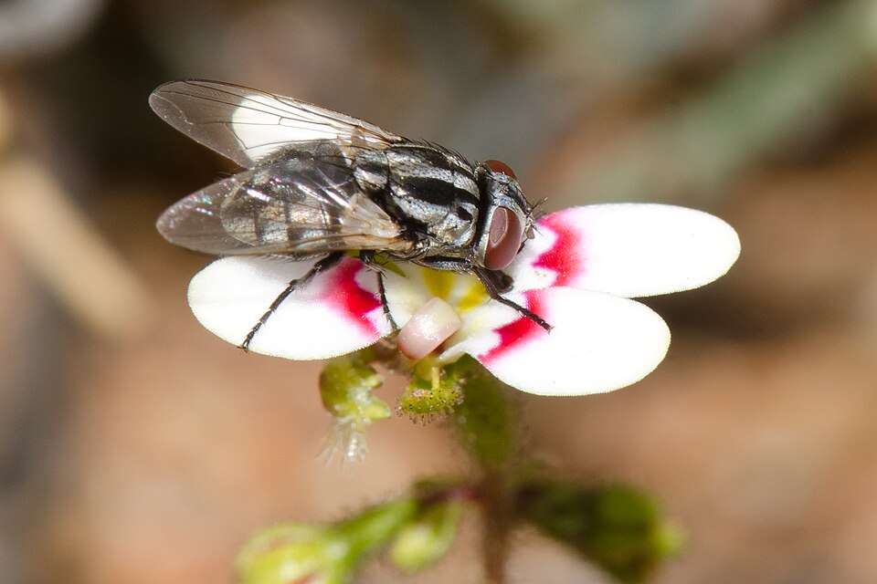 Photo of Australian bush fly