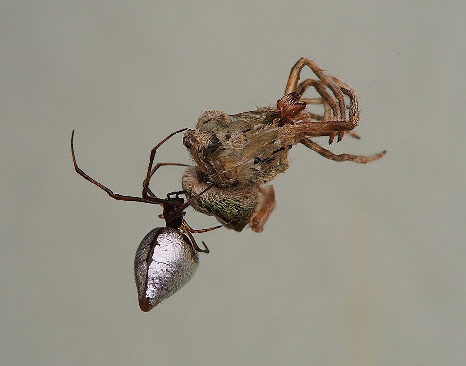 Photo of Australian dewdrop spider