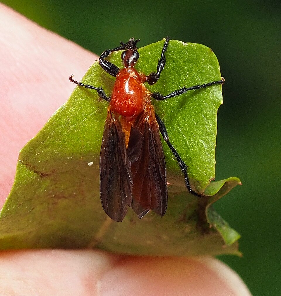 Photo of Australian garden maggot