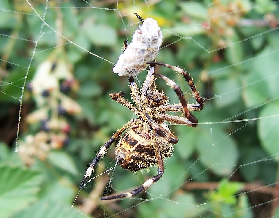 Photo of Australian garden orb weaver