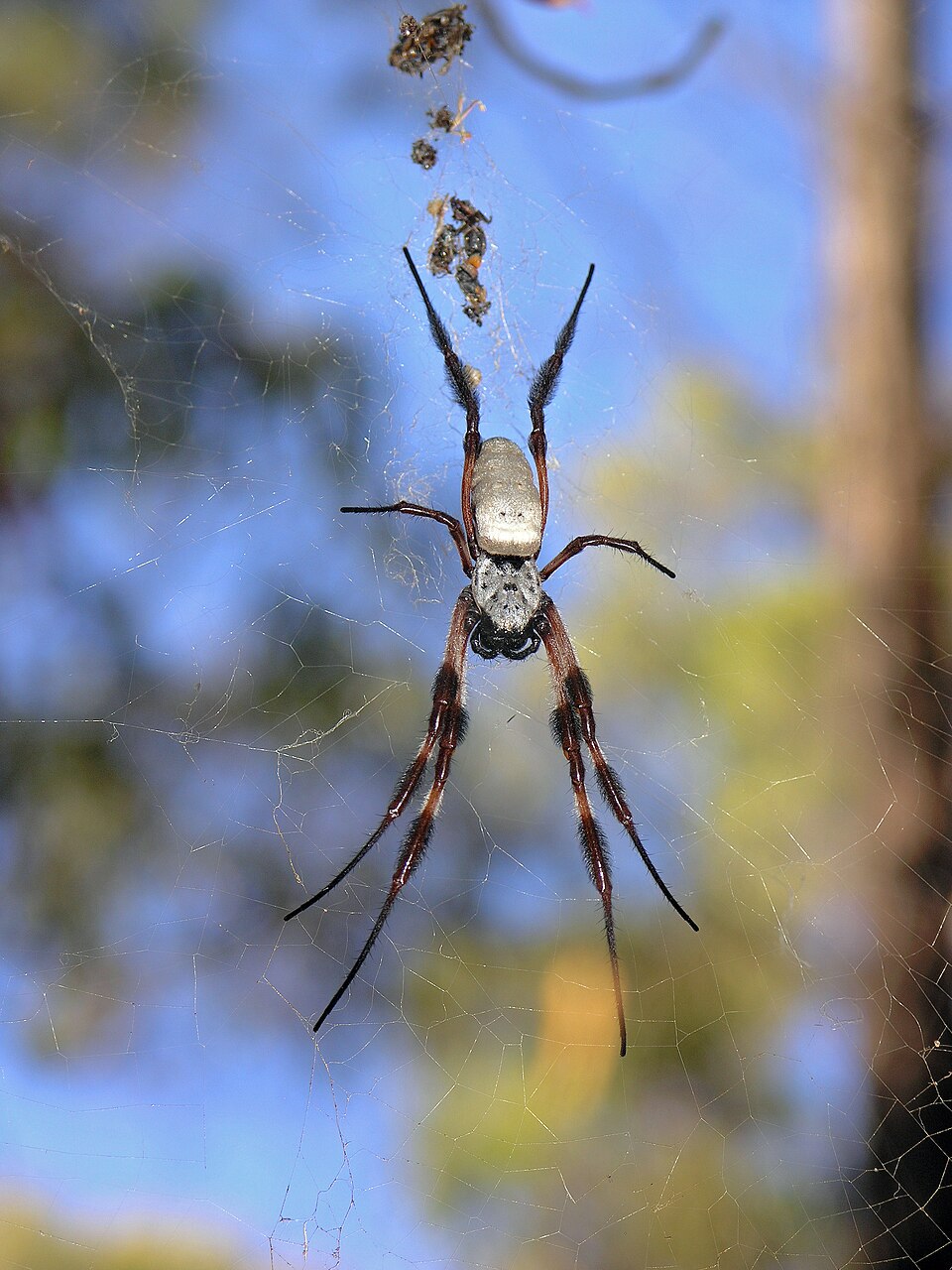 Photo of Australian golden orbweaver