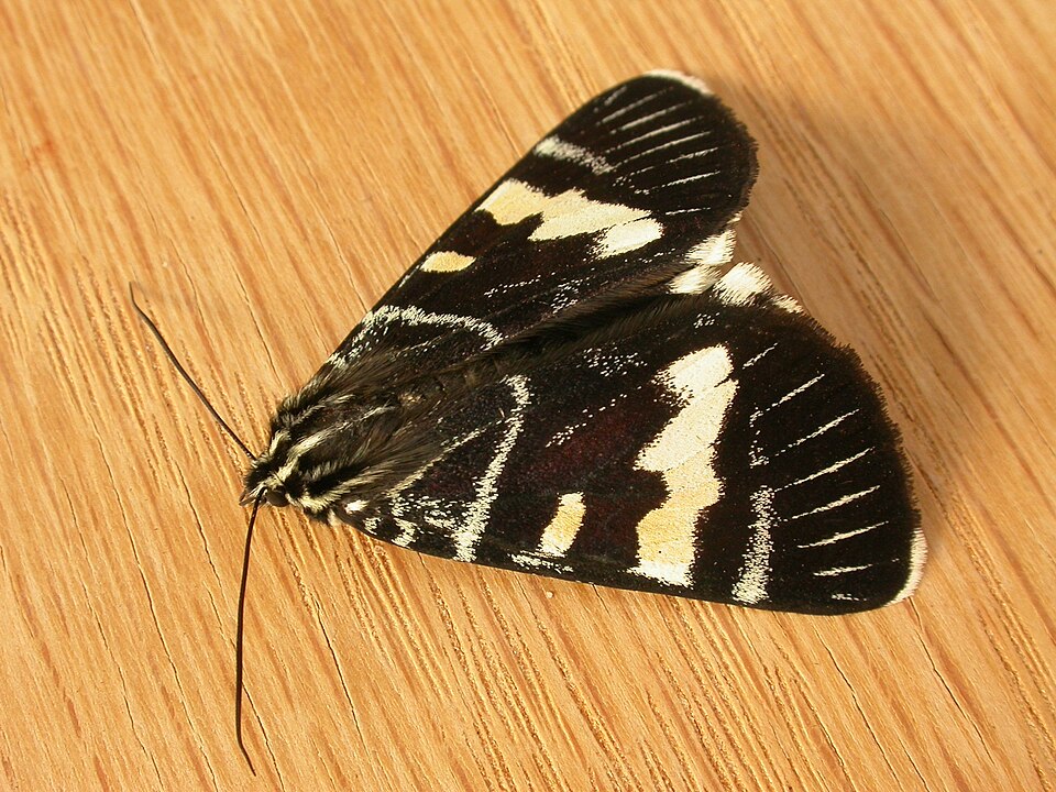 Photo of Australian grapevine moth