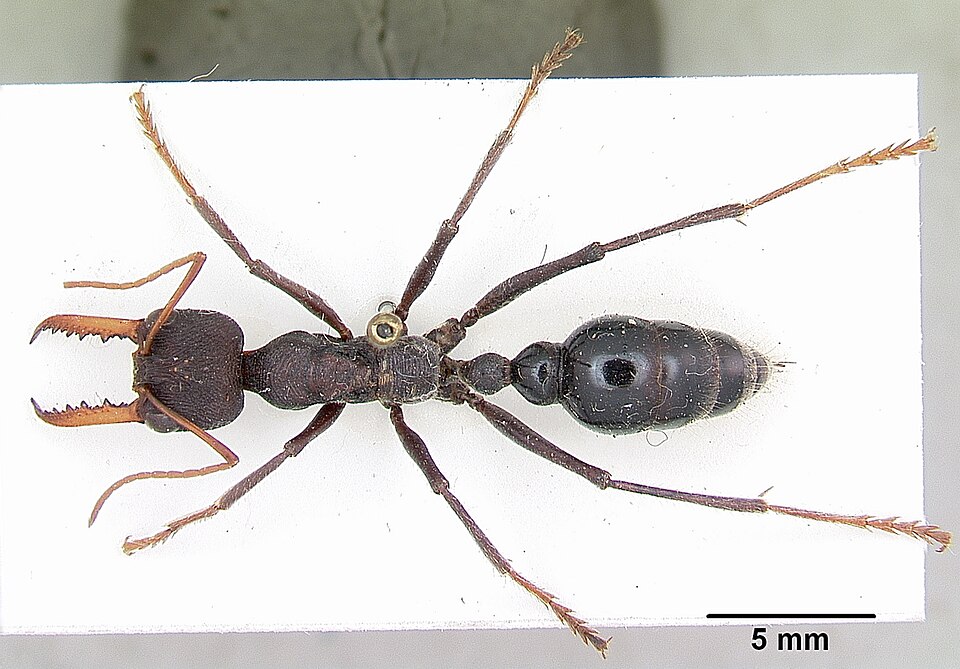 Photo of Australian jumper ant