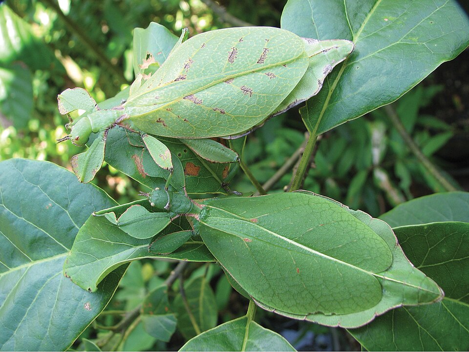 Photo of Australian leaf insect